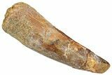 Fossil Spinosaurus Tooth - Real Dinosaur Tooth #332666-1